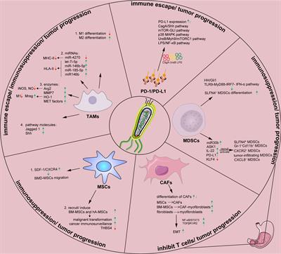 Effects of helicobacter pylori on tumor microenvironment and immunotherapy responses